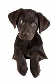 image of dog  - Brown puppy dog above white banner looking at camera - JPG 