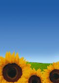 pic of blue sky  - beautiful sunflowers with blue sky - JPG 