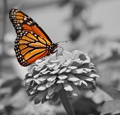 stock photo of black  - Monarch Butterfly - JPG 