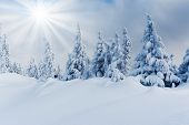 foto of snow  - Trees covered with hoarfrost and snow in mountains - JPG 