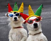 image of dog  - Mother and daughter dog team clown around for tourists - JPG 