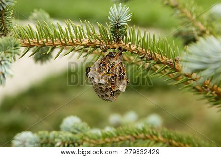Poster: Wasp Nest With Wasps The