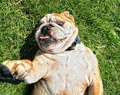 stock photo of dog  - a bull dog rolling in the grass - JPG 