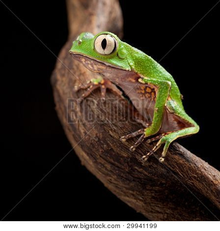 Picture or Photo of Tree frog with big eyes on branch of a tropical tree in amazon rainforest. Macro of beautiful night animal in rain forest jungle of south america.